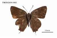 藏品(秀灑灰蝶)的圖片